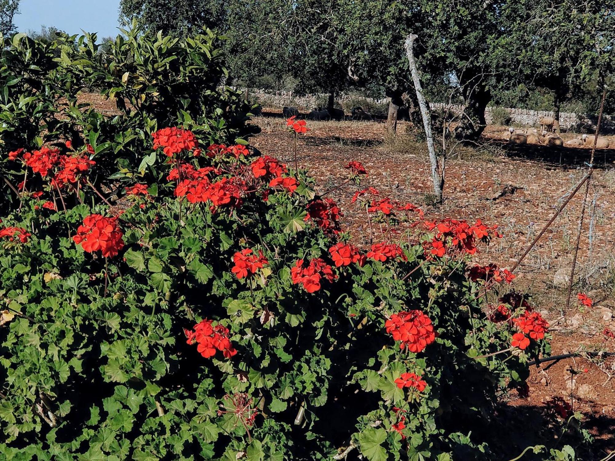 Finca Son Marimon (Adults Only) Santanyí Eksteriør bilde